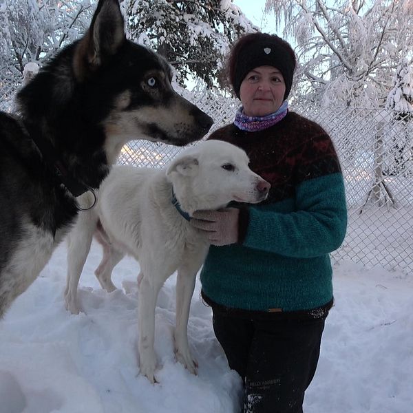 Sandra Gomeringer står utomhus i snön med två draghundar. Hon håller om en vit hund och framför den står en brun hund.