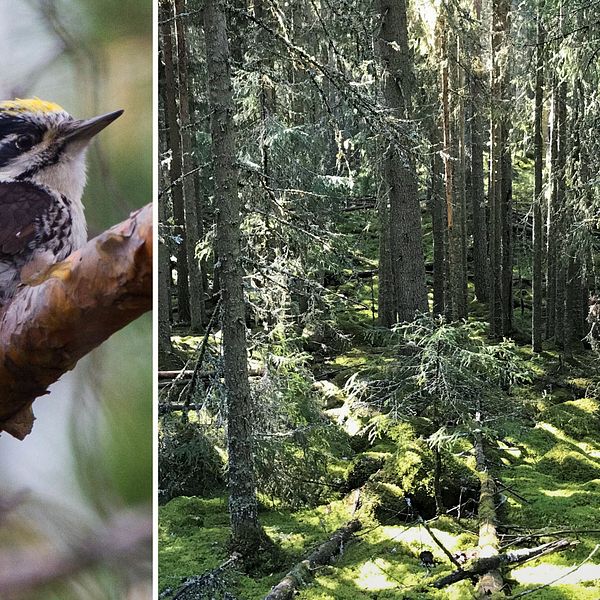 en tretåig hackspett och en skog.