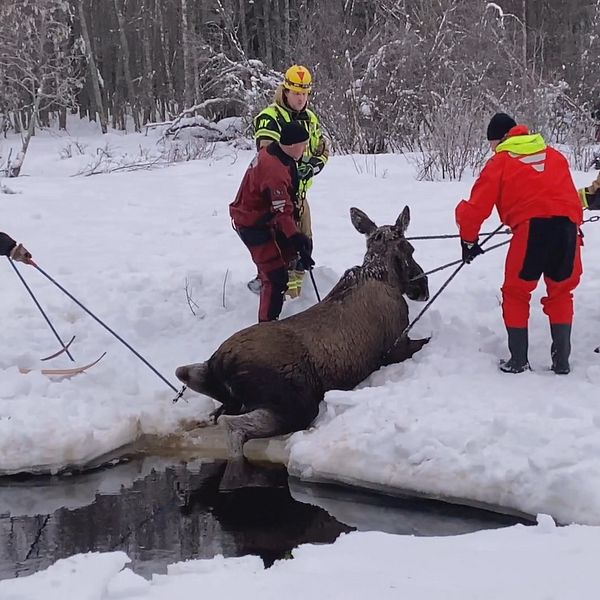 Ulf Berglund står på skidor och petar på älgen med staven så att hon ska röra sig upp helt ur vattnet medan räddningstjänsten står och drar med rep för att hjälpa älgkvigan ta sig hela vägen upp på land.