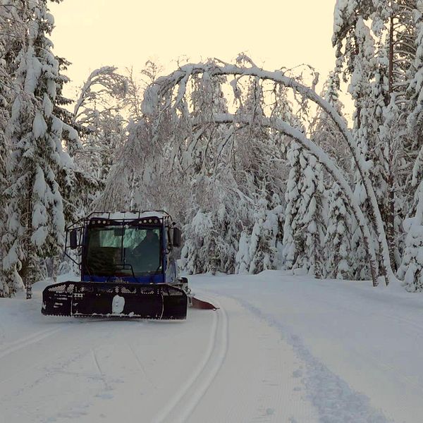 En pistmaskin drar skidspår i skogen, snö som tynger ned träden