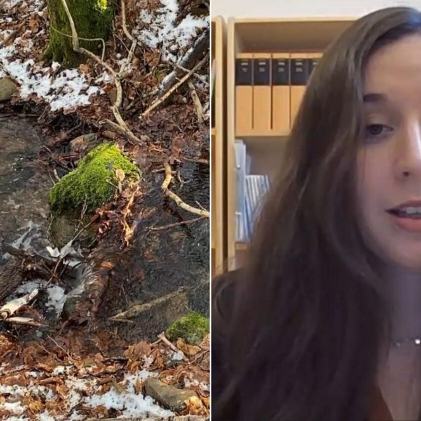 Bild på en vinterklädd bäck i en bokskog, delad med en kvinna som sitter på ett kontor (Helena Storckenfeldt (M) är ansvarig för moderaternas miljö- och klimatfrågor)