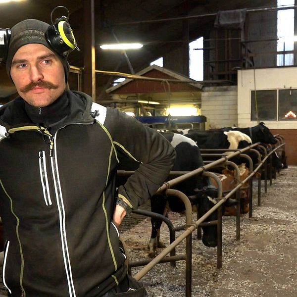 Lantbrukare Mattias Borgström i sin ladugård. Han har hörselkåpor på huvudet och bakom honom står hans kor i spiltor.