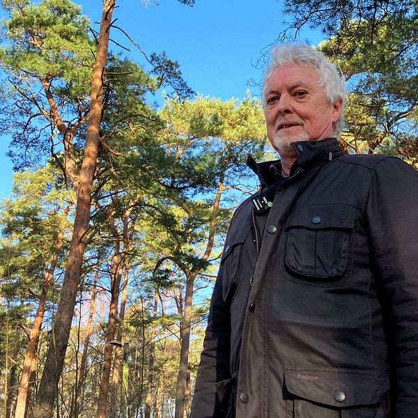 Stellan Karlsson, skogsplantekonsult, tittar ner mot kameran framför trädkronorna.