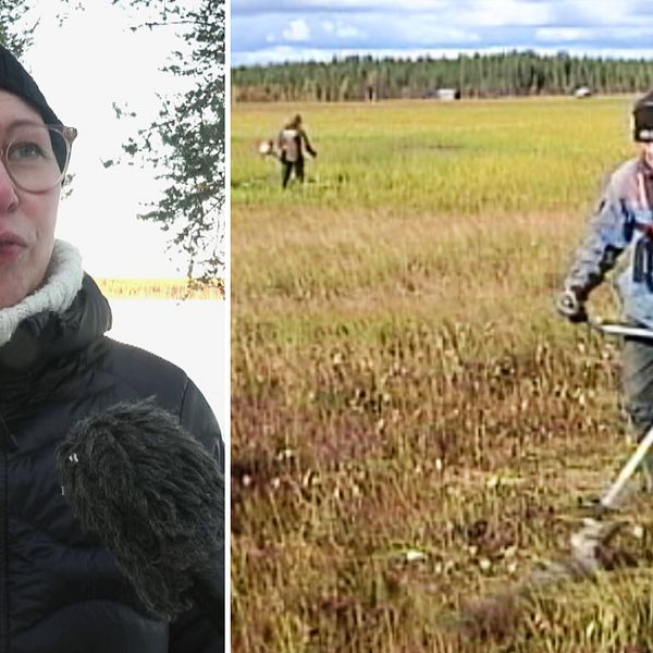 Anna-Lena Lehto,  ordförande i föreningen Vasikkavuoma utveckling, och en arkivbild på en slåttermyr.