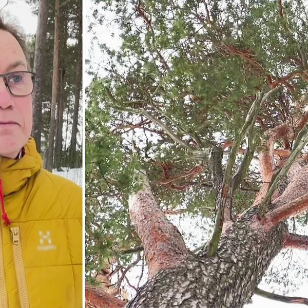 Länsstyrelsens Per-Anders Jonsson och bild på ett träd från ett av Norrbottens naturreservat.