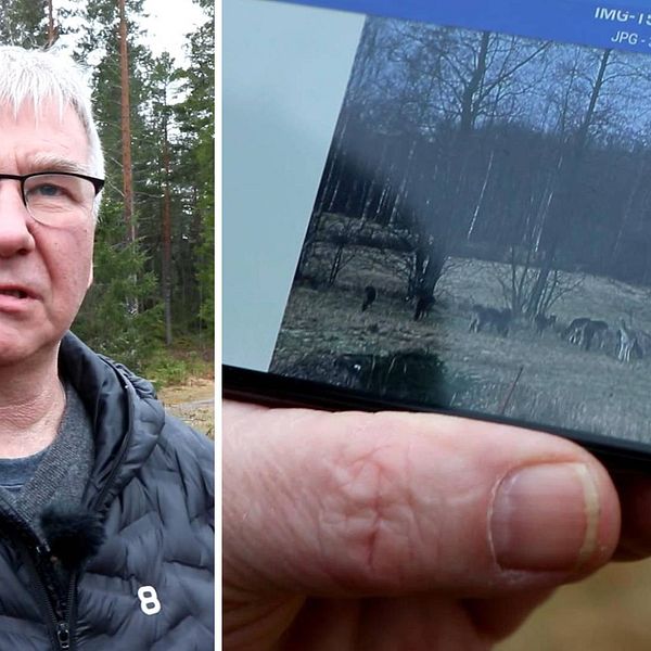 Christer Johansson, som bor på Gräsö, visar bild på dovhjortar i telefon