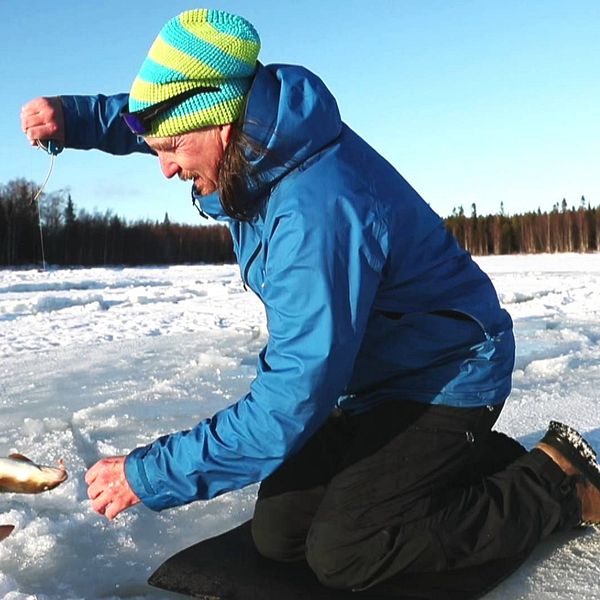 Andreas Broman, biolog på länsstyrelsen i Norrbotten, fångar den världsunika kustharren.