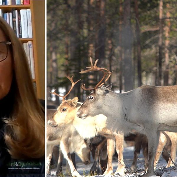 Delad bild. Till vänster en kvinna i glasögon och långt hår, i bakgrunden syns en bokhylla. Till höger renar i en skog.
