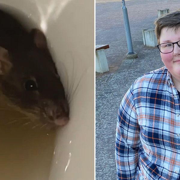 Till vänster en råtta i en toalett på Färsingaskolan, till höger eleven Gustaf Ehrnborn