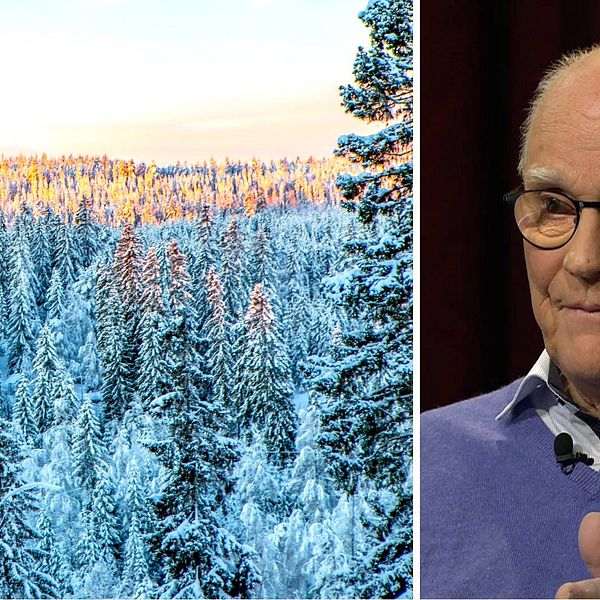 Miljardären Roger Akelius har köpt skog för över 400 miljoner kronor i Jämtlands län. På bilden ser man till vänster tät granskog med snö på träden. Till höger Roger Akelius, en skallig man med glasögon, blå tröja och vitblårandig skjorta.