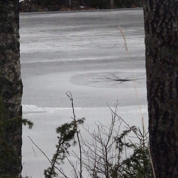 Isvak i en sjö mellan träd