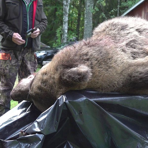 En död björn ligger på ett bord med svar plast under.