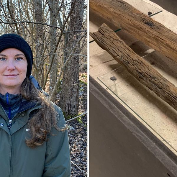 Bild på kvinna framför skogsbryn, kvinnan heter Eva Eliasson och är arkeolog. Samt bild på trädetaljer från utgrävningen.
