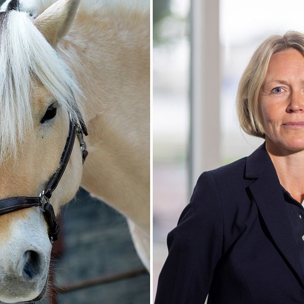 Tvådelad bild. Till höger en häst, till vänster Anna Reilly, på Svenska Ridsportförbundet.