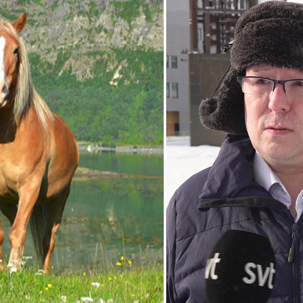 En nordlandshäst och Rune Bjerkli, ordförande i Nordiska kvenlandsförbundet.