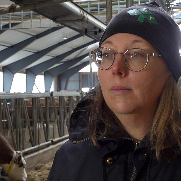 Bild på en kvinna med mörk jacka, mössa och glasögon som står i en ladugård. Kvinnan heter Linda Ericsson och pratar om varför det är rekordlågt intresse för att investera långsiktigt bland lantbrukare.