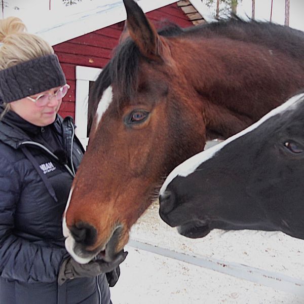 Sadelprovaren Maria Norén klappar om två hästar i hagen i Älvsbyn.