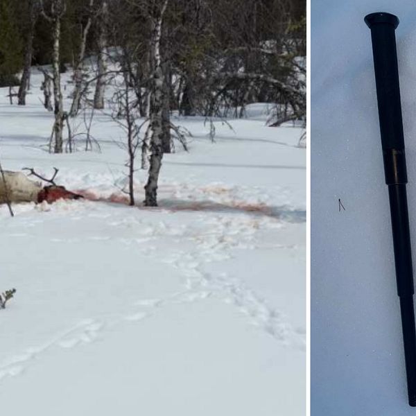 Polisen har säkrat ett skospår i snön bredvid den skjutna renen, till höger om skotern. På bilden med en batong som referensobjekt så man uppfattar storleken.