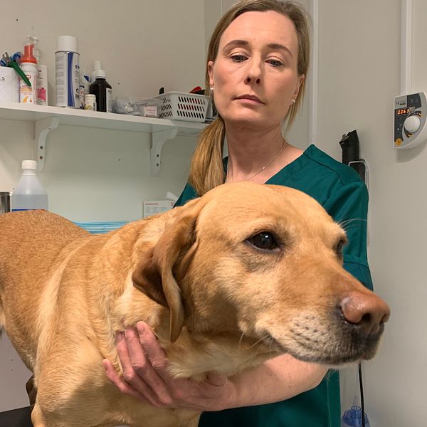 En hund och en kvinna, Se Anna Samuelsson, legitimerad djursjukskötare