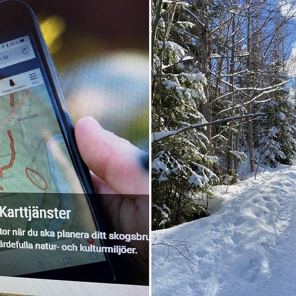 Delad bild med dels en mobil som visar en karta, dels en bild som visar stig genom snöklädd skog.