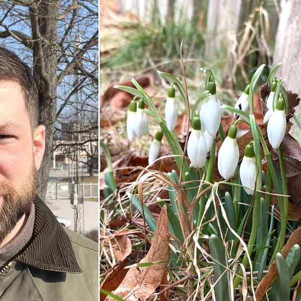 Till höger: SVT:s meteorolog och till vänster blommar snödroppar.