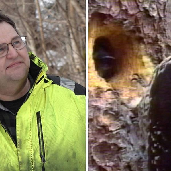 Till vänster: Markägaren Henriks Hägglund i sin skog i Svedje. Till höger: Bild på hackspett som sitter på ett träd.