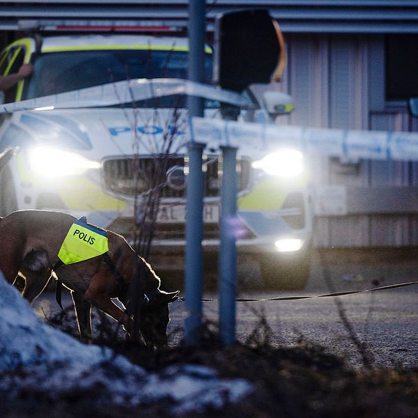 En polisbil och en polishund som letar Öst på stan i Umeå efter en skottlossning i april 2023.