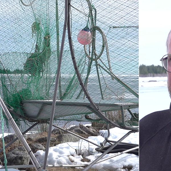Till vänster: Ett fiskenät vid havet, som fortfarande har is. Till höger: Strömmingsfiskaren Björn Lundgren i Rovögern utanför Umeå stor vid en havsvik, iklädd glasögon, svart fleecetröja och har grått hår.