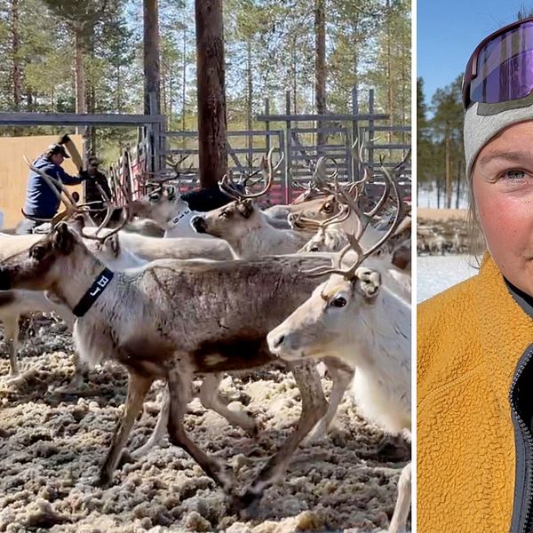 Idre nya sameby är sedan år 2019 med ii ett projekt där man ska se hur mycket renkalvar som björnen tar, vilket renägaren Martina Jonsson tycker är bra då det nu finns dokumenterat att björnen dödar många renkalvar.