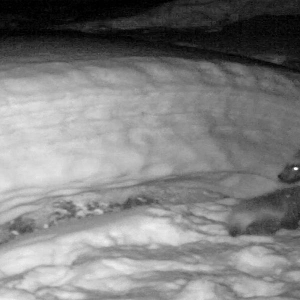 en bild tagen med kamera i mörker av en järvunge och en hona