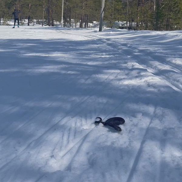 En huggorm på skidspåret på Nydala i Umeå.