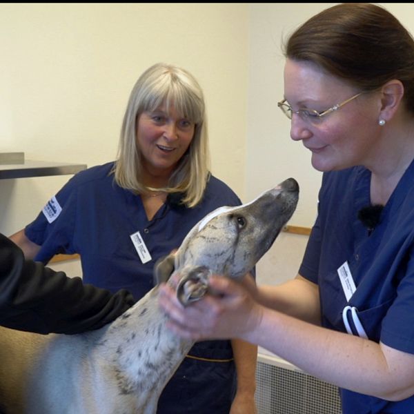 Tre kvinnor med en hund i mitten på veterinärbesök.