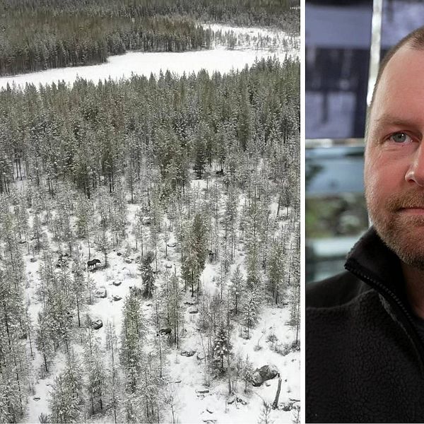 Drönarbilder på älgar / Den stora älgvandringens producent Stefan Edlund.