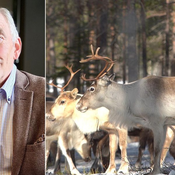 till vänster Renmarkskommitténs ordförande Eric M Runesson, till höger två renar i en skog