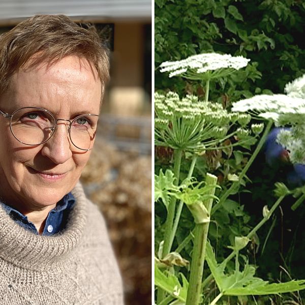 Länsstyrelsens Jemt Anna Eriksson och en person som plockar blommor från en jätteloka.