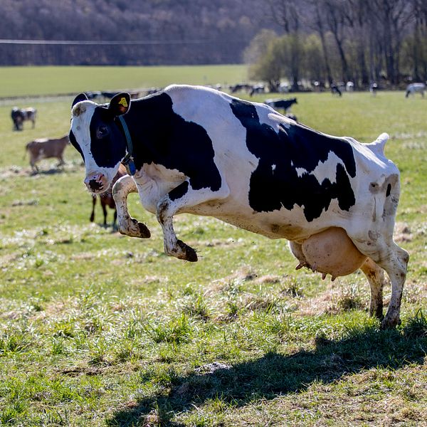 Kor på grönbete som hoppar i en hage.