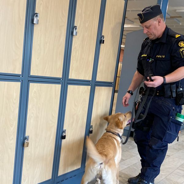 Hunden Tarras och hundföraren Lars Pell, iklädd polisuniform, står vid några skåp i korridoren på kyrkskolan i Ludvika, där de letar efter narkotika.