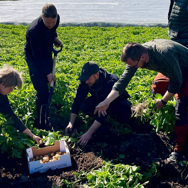 Potatisbönderna på Bjäre plockar upp den första svenska färskpotatisen odlad på fält för i år.