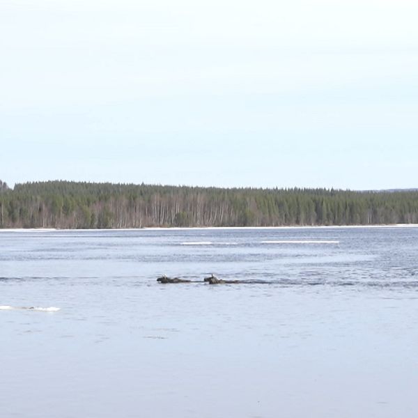 Bilden är tagen ur programmet Den Stora älgvandringen. Där syns flera älgar som simmar över Ångermanälven som ett tåg.