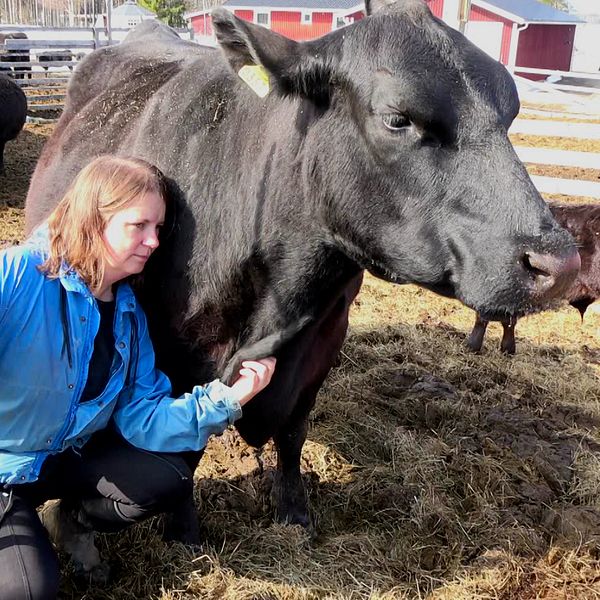 Köttbonden Anne Enokssonklppar om ett av sina djur i kohagen.