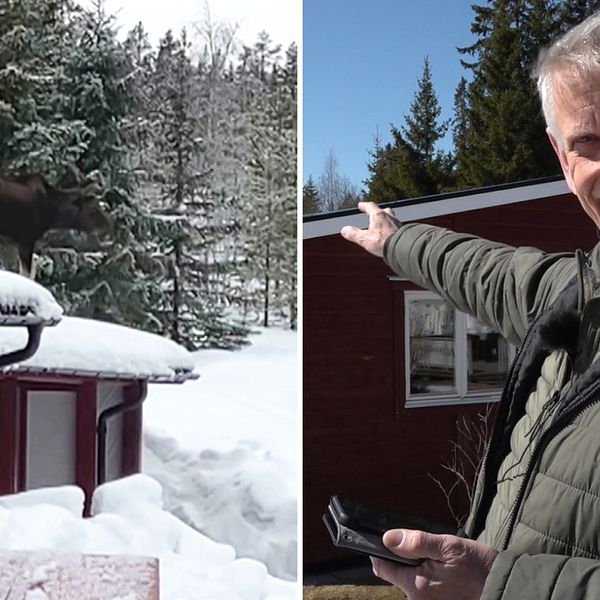 Till vänster står en älg på taket. Till höger ser man Ronny som ser glad ut och pekar mot hustaket.
