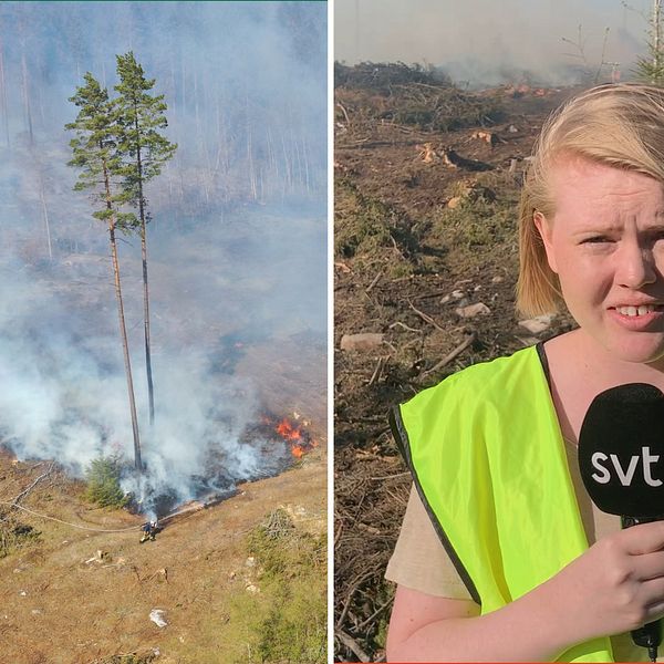 Tvådelad bild: En skogsbrand i Nitta utanför Ulricehamn fotograferad från ovan med en drönare och SVT:s reporter Ella Persson som står och rapporterar framför röken från skogsbranden.