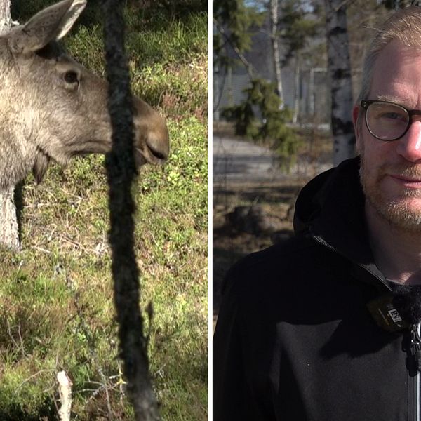 Bilden är ett montage. Till vänster syns en älg som står i skogen. Till höger står Johan Erhag. Han har glasögon på sig och tittar mot kameran. Han har en svart hoodie på sig.