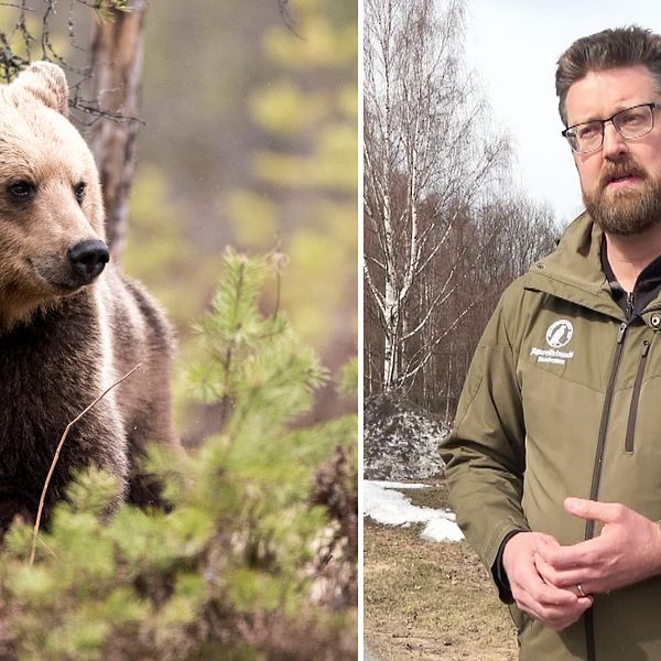 Till vänster: Bild på brunbjörn i skog. Till höger: Daniel Widman, en man i 40-årsåldern, står iklädd grön jacka utomhus med skog i bakgrunden.