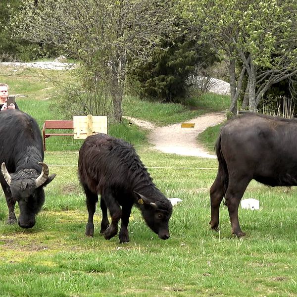 De tre vattenbufflarna Maud, Sirius Black och Elna betar i Björkby-Kyrkvikens naturreservat vid Vallentunsjön.