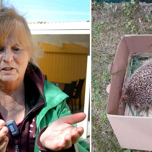 Katarina Klingström på Torsjödals koloniområde visar med händerna hur hon plockade upp igelkotten. Brevid en bild på den skadade igelkotten som ligger i en kartong.