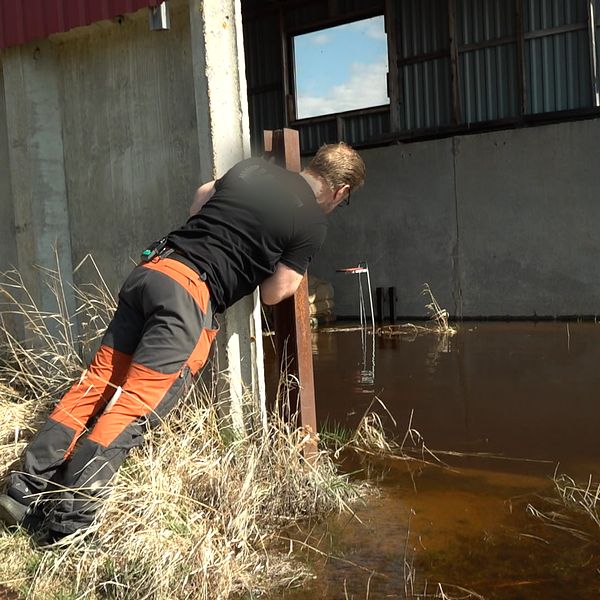 Bilden visar hur Rolf Mattila kollar in i en av byggnaderna som drabbats av översvämning.