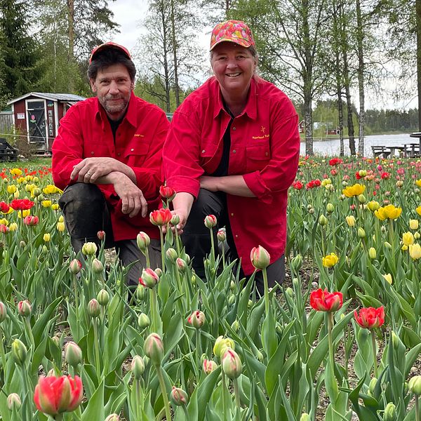 På bilden syns Carolina Visser och hennes man Hasse Sjölund. De sitter på huk i ett hav av tulpaner som håller på att blomma ut. De har röda kläder på sig och röda kepsar. De båda ser glada ut.