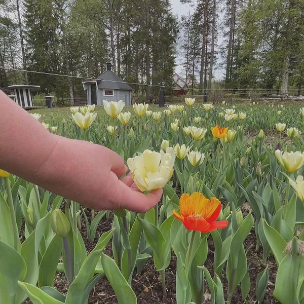 På bilden kan du se en arm som håller i en tulpan. Flera tulpaner med sina gröna blad syns i bilden.