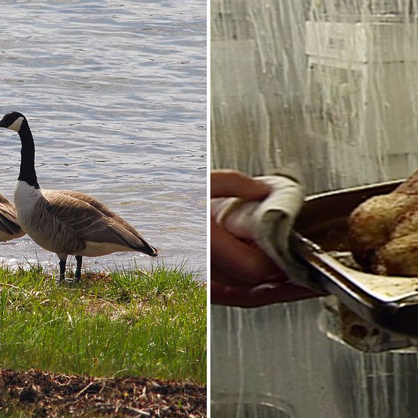 Tvådelad bild. Till vänster två kanadagäss i ett vattenbryn. Till höger en tillagad fågel på väg ut ut en ugn.